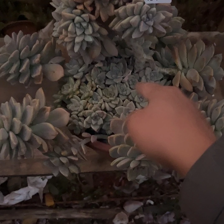 一***光淡雪大群一物一拍