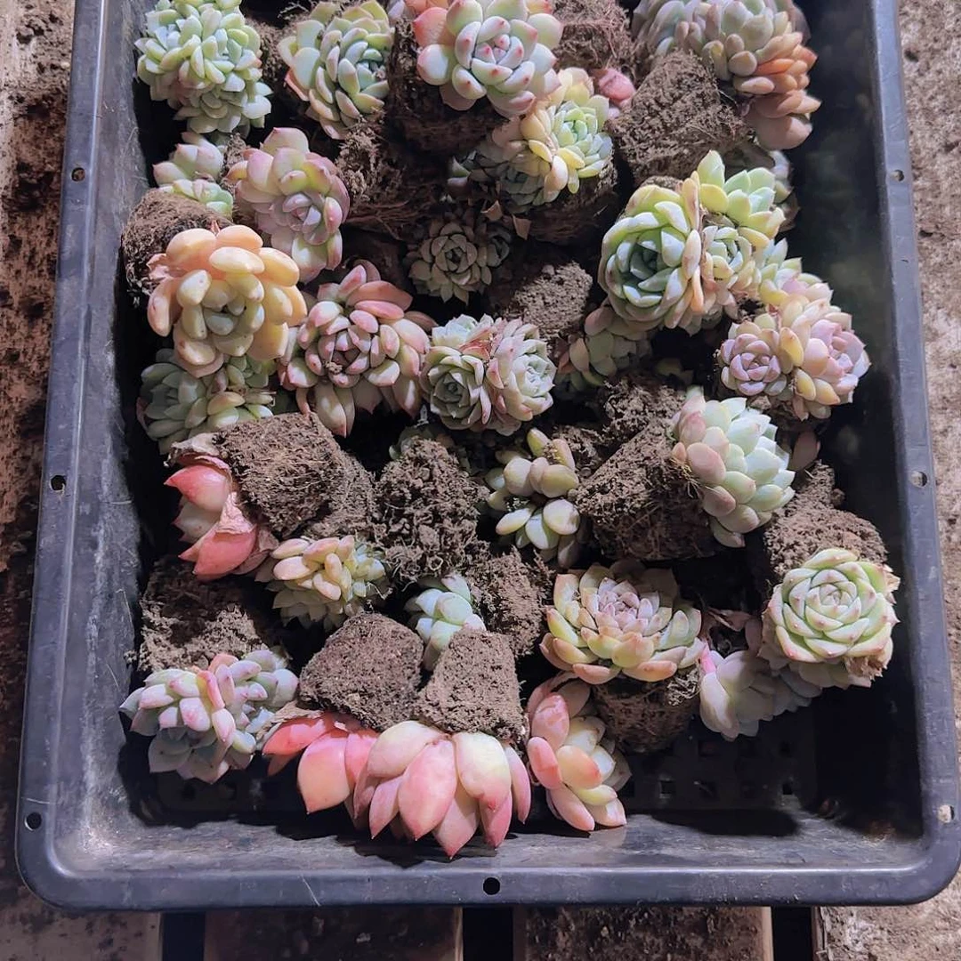 整筐保底25颗以上量拍