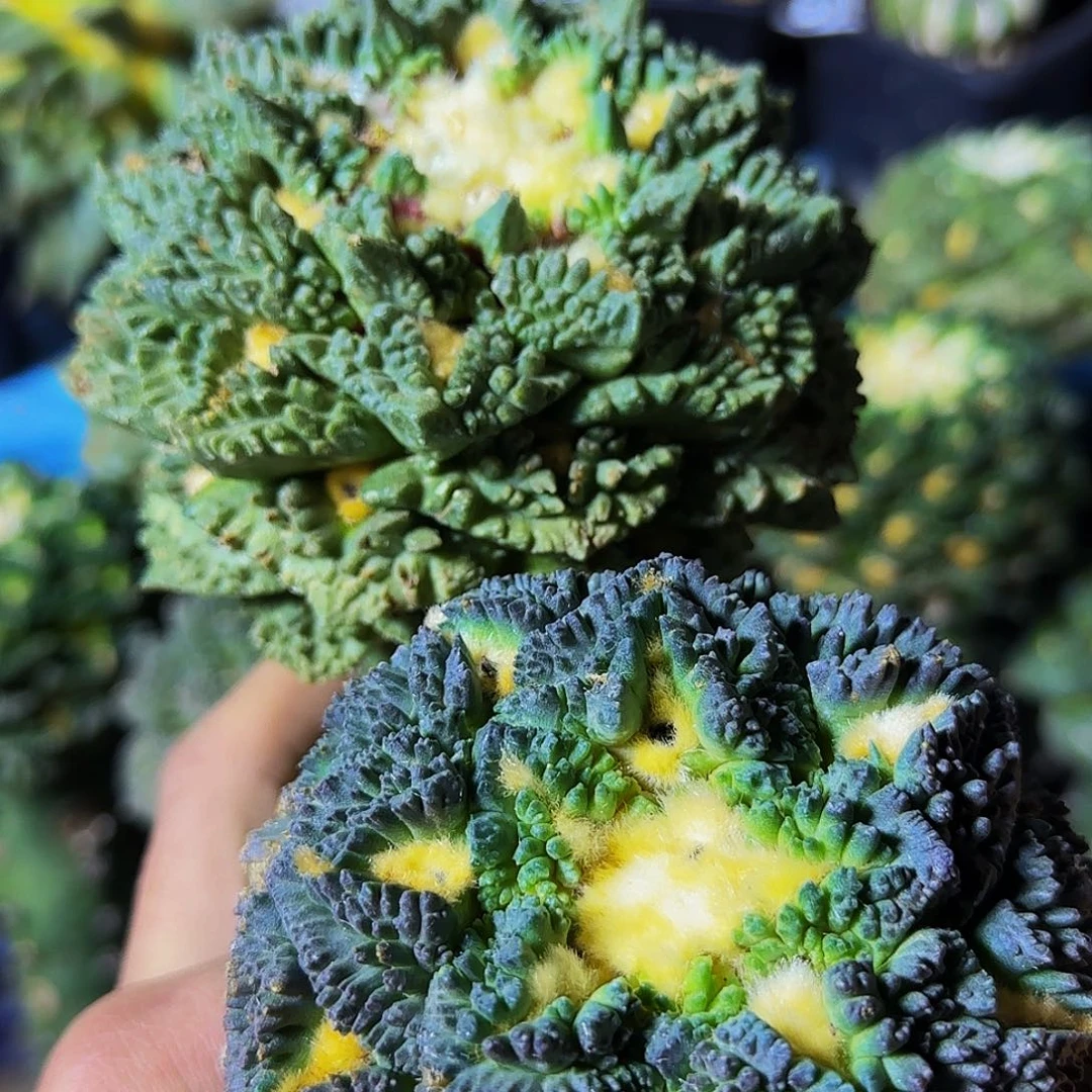 热****爷两个大牡丹516仙人球