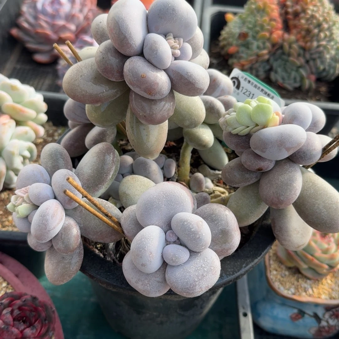 从前慢花园多肉编号1231-65