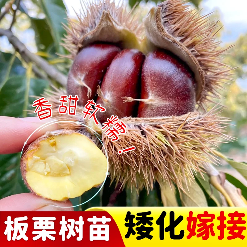 板栗树苗正宗嫁接板栗苗大红袍板栗锥栗树苗特大栗子果苗带泥发货