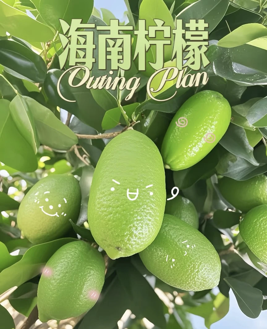 海南香水柠檬现摘青柠檬新鲜四季水果手打柠檬泡水新鲜柠檬