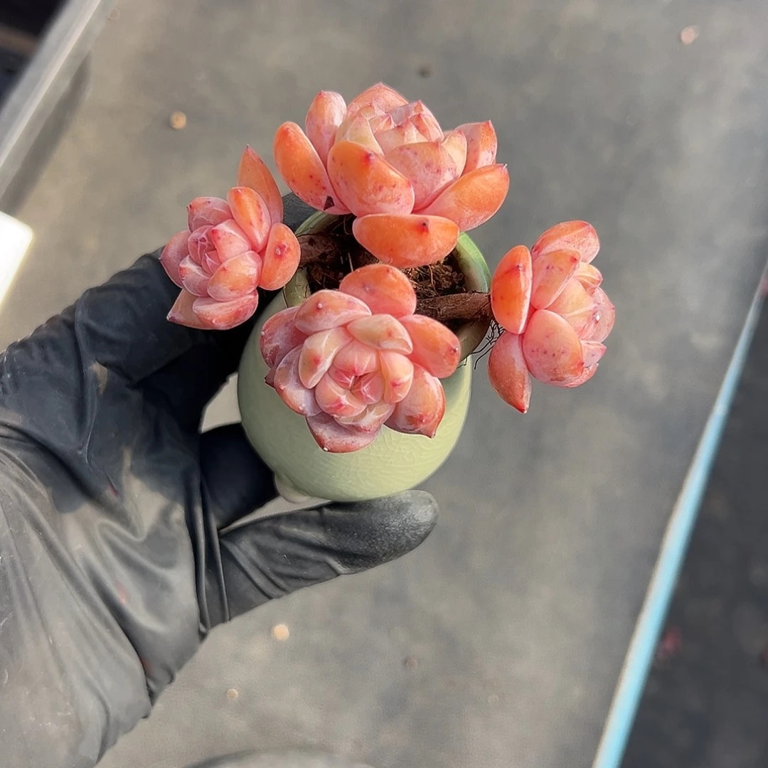 2702，超级透四头星影带盆发的时候了