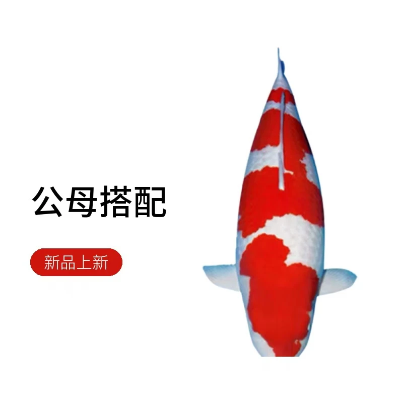 精品血统锦鲤 包含红白单顶大正等多种花色观赏鱼