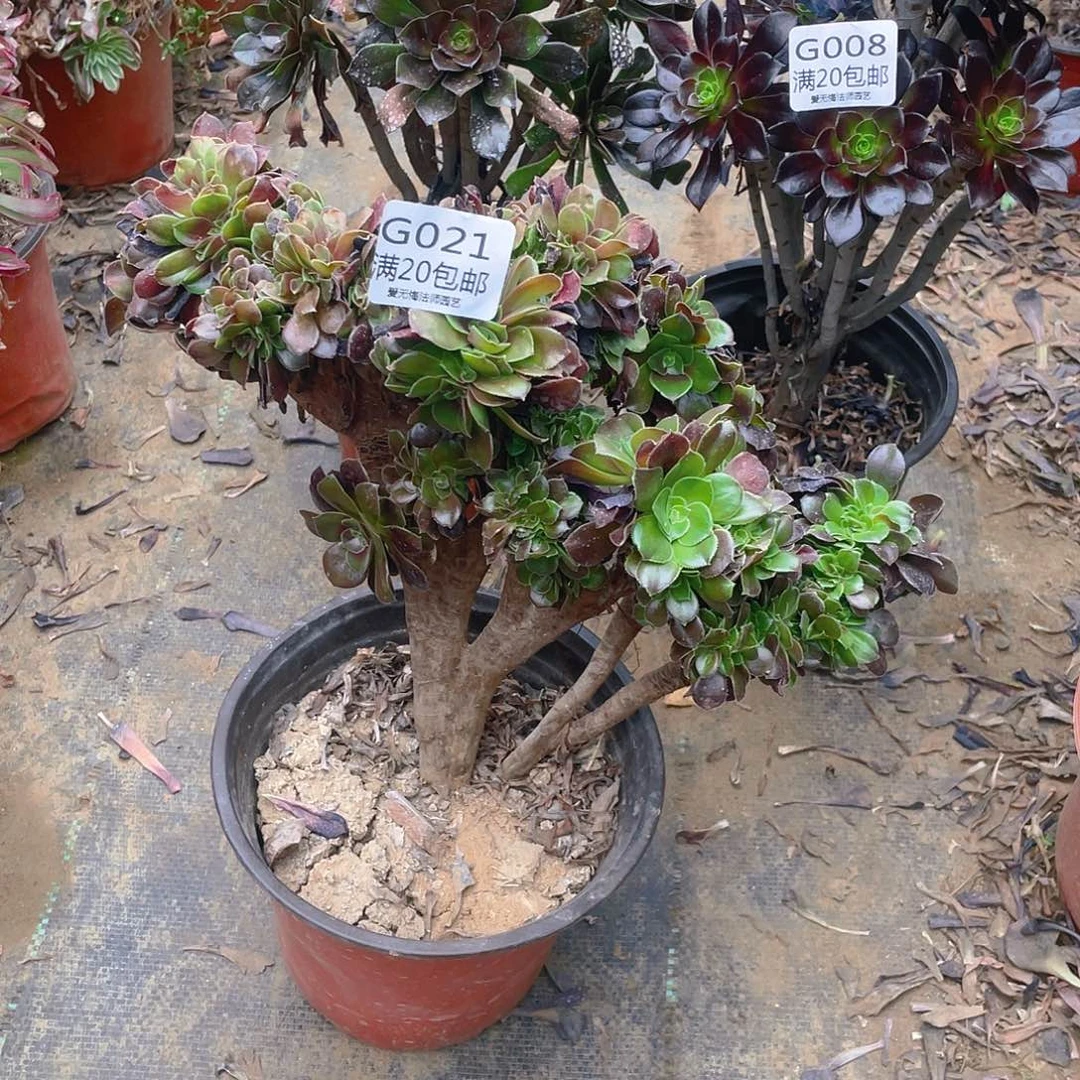 @****@21玫瑰缀化多肉小损不包