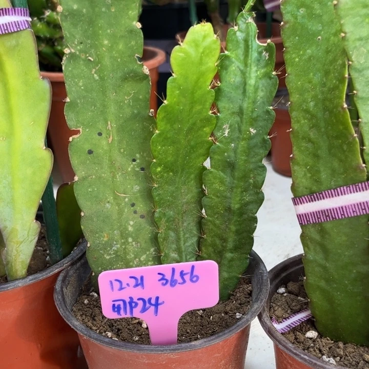 当前无花栽培后可以开花用****4小粉