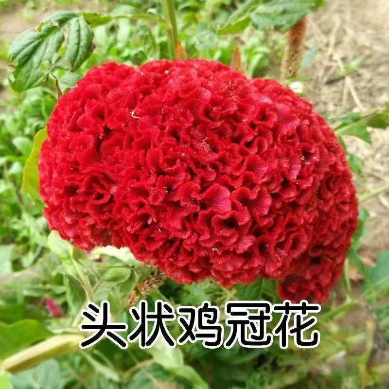 鸡冠花种子室内外凤尾羽状易种盆栽植物四季播种开花阳台庭院花籽