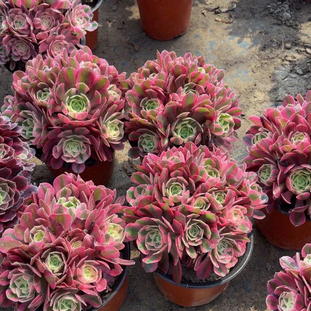 粉女巫绣球9.9多肉植物