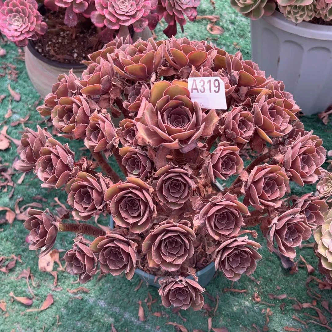 319恶魔之吻法师多肉植物