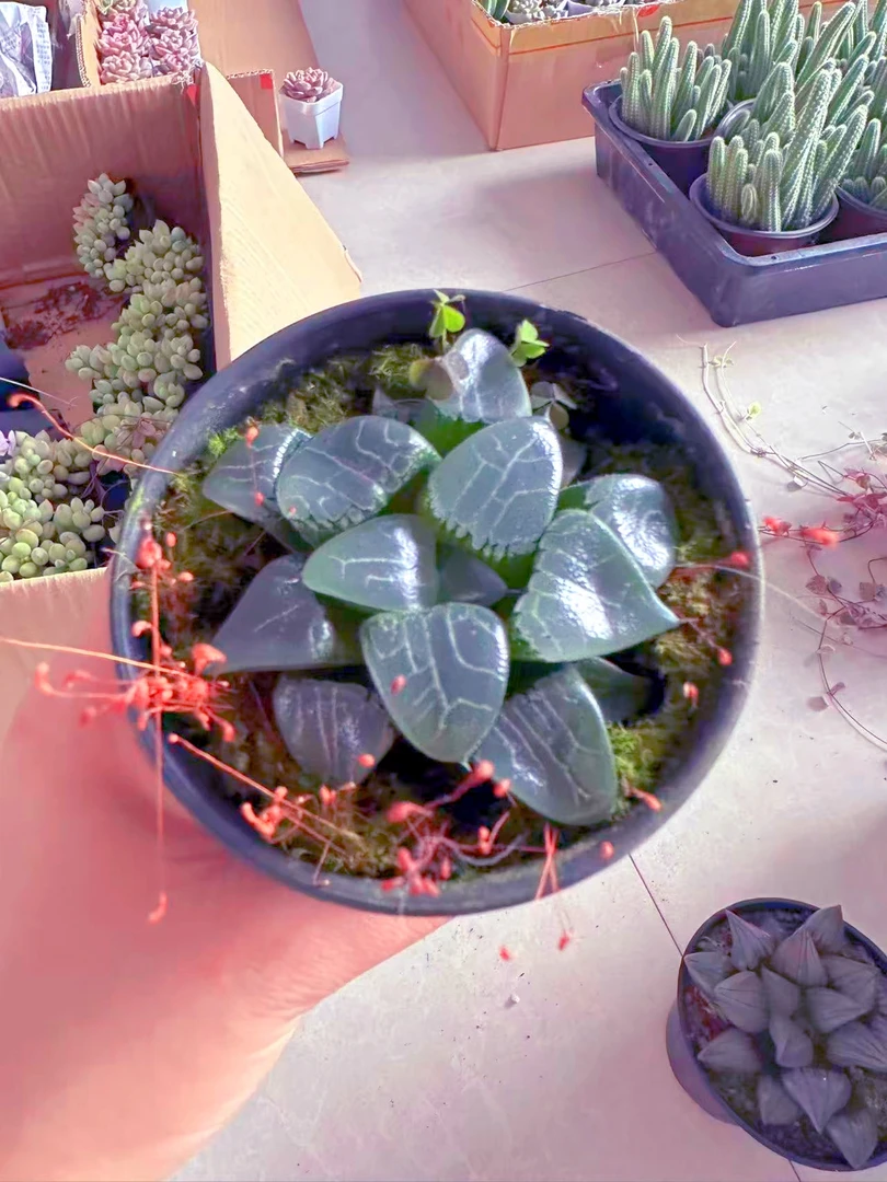 万象盆月影寿玉露多肉植物（满9.9元包邮发货）