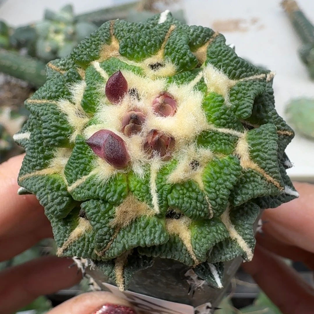 【闪购商品】无花朵花**景颗粒大尤黑387