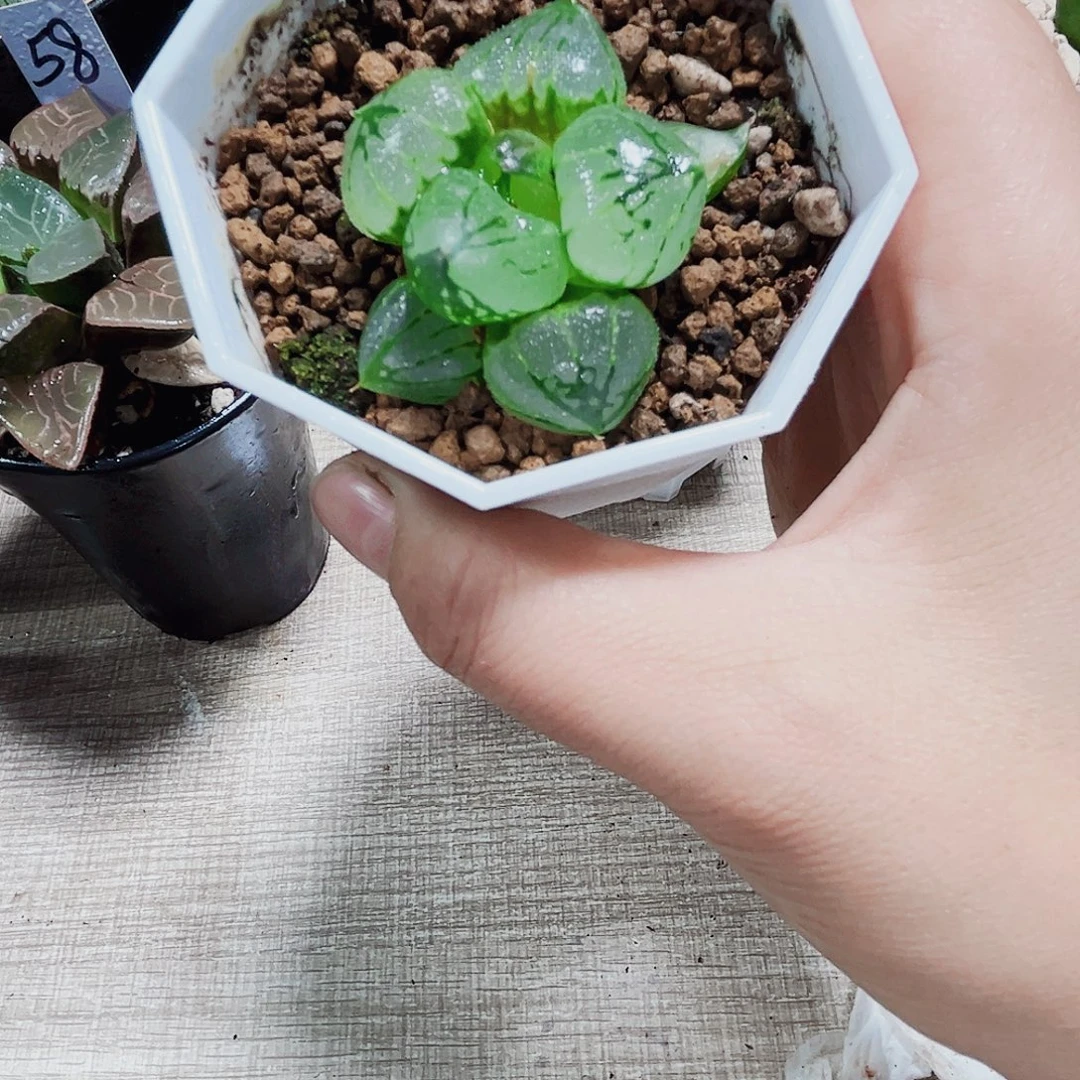 虞美人多肉植物66666