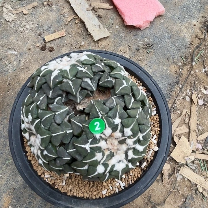 小***艿袖蒲苗接落地仙人球2