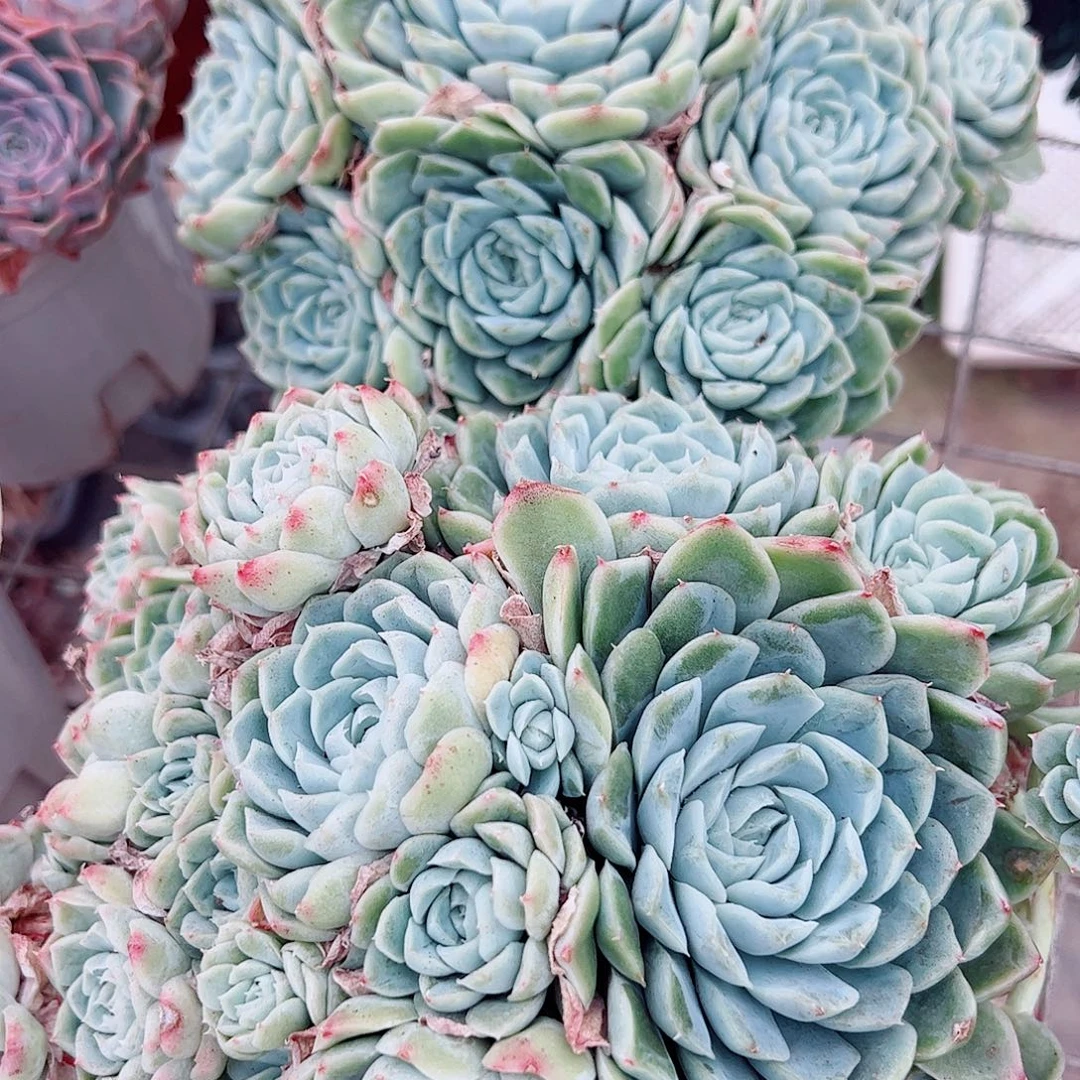 白月影多头造型精品特价