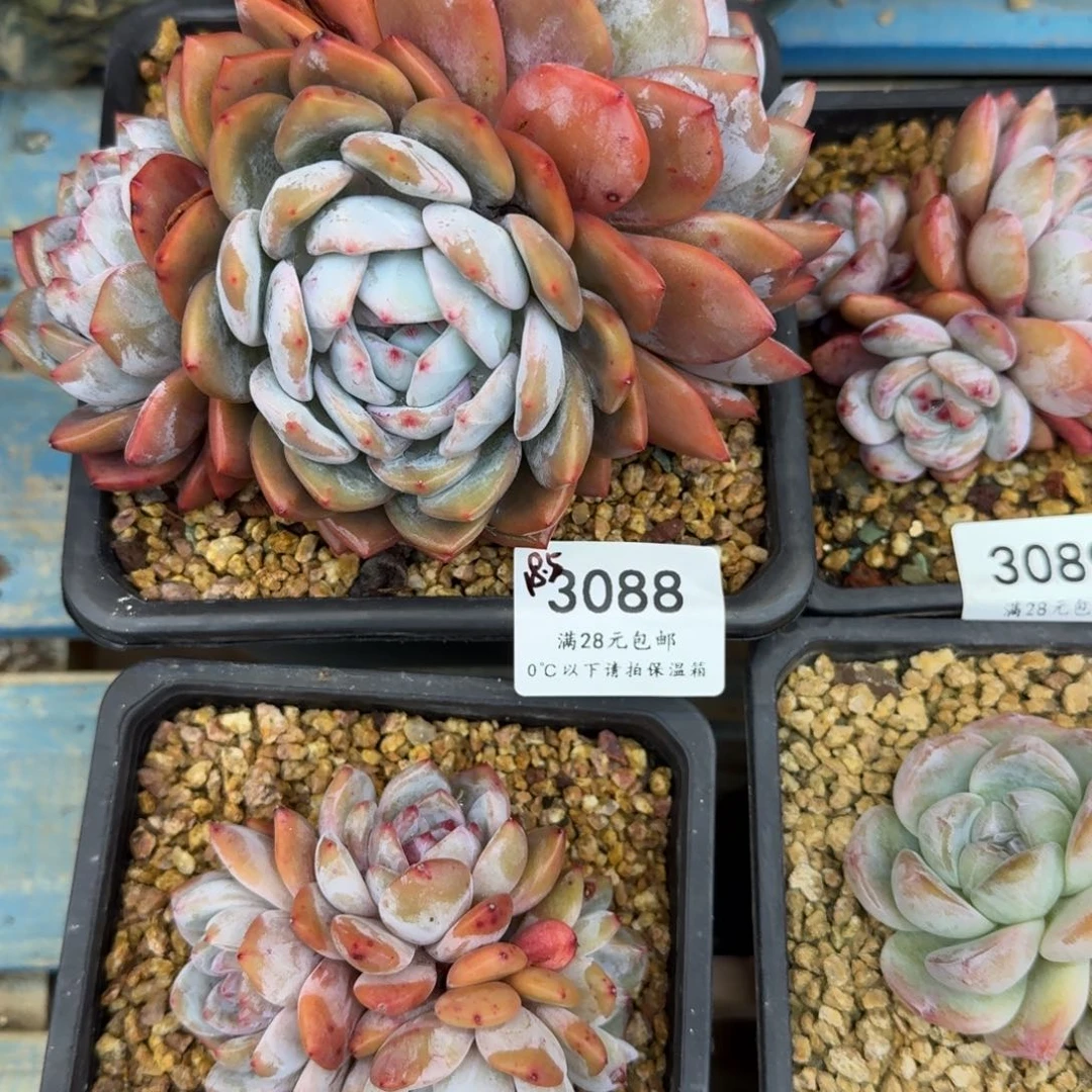 ?****妙3088-93，六颗打包8-15cm