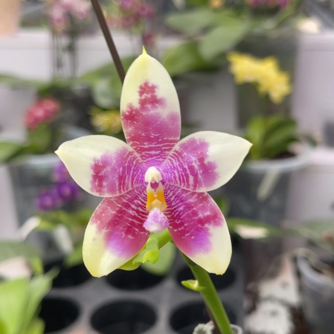 完全开放1280 3寸盲盒 一物一拍