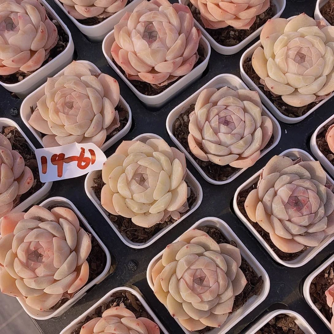 19/61糖果雪山单头一颗量拍