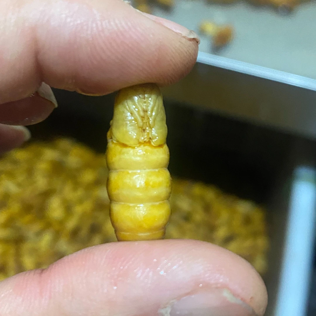 新鲜金丝蚕蛹山东特产包邮（缫丝厂直发）保证品质