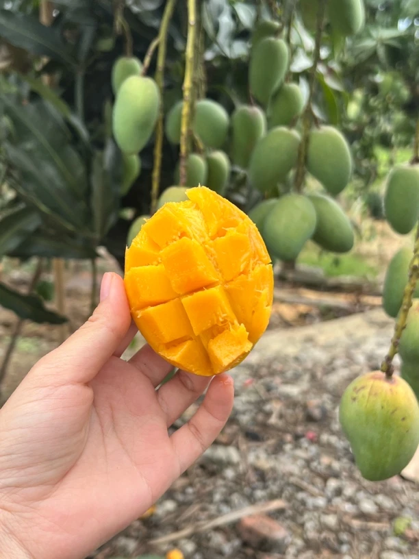 大小台农简装【现摘】广西台农芒果之乡正宗新鲜爆甜水果应季台农芒