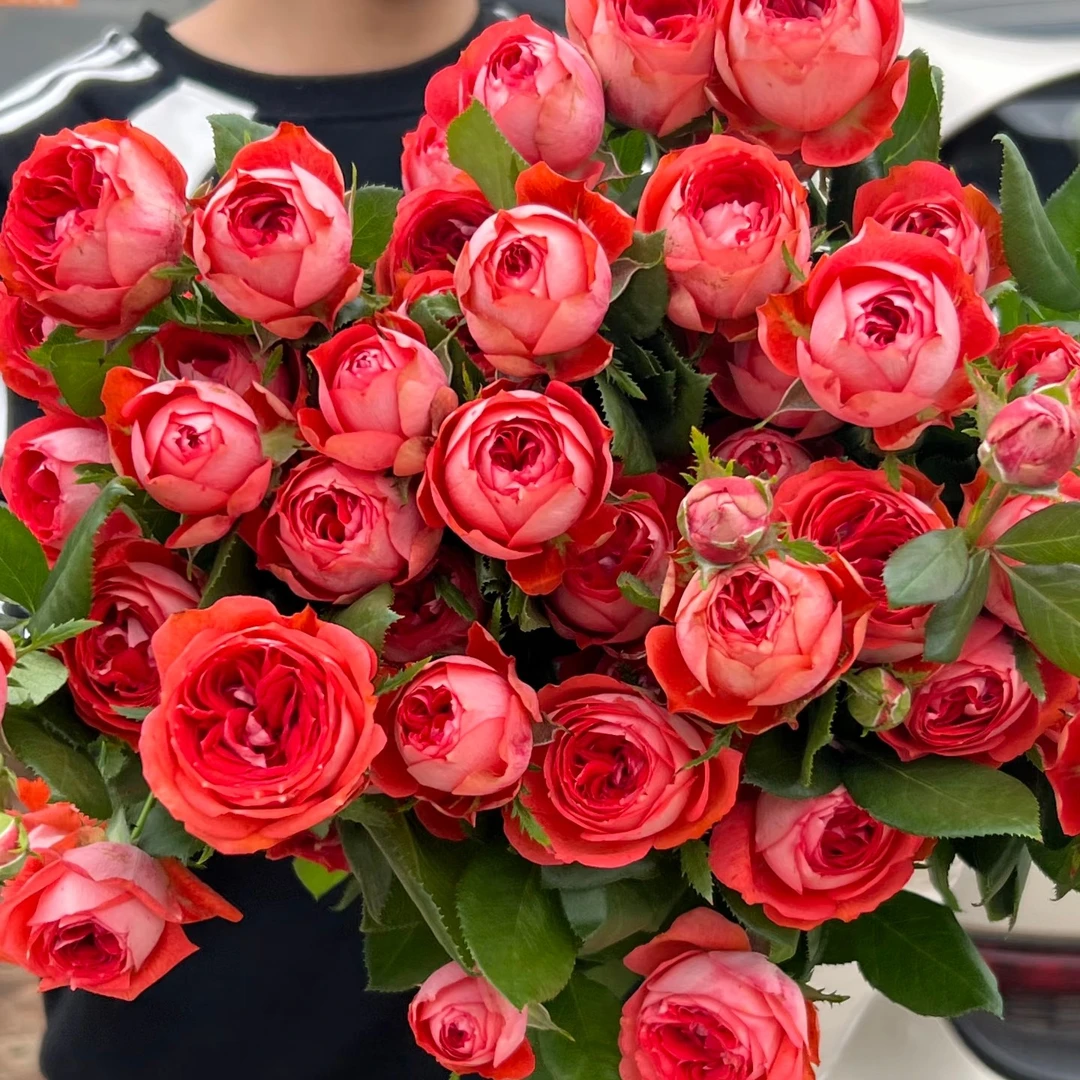 单头沙沙玫瑰20枝，昆明斗南顺丰直发