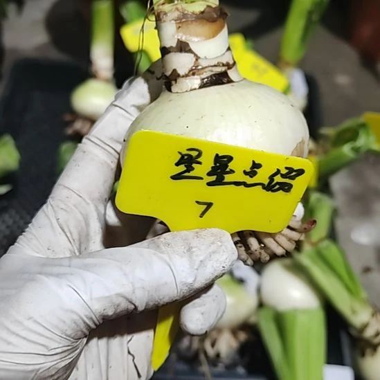 星星点缀  主球  7