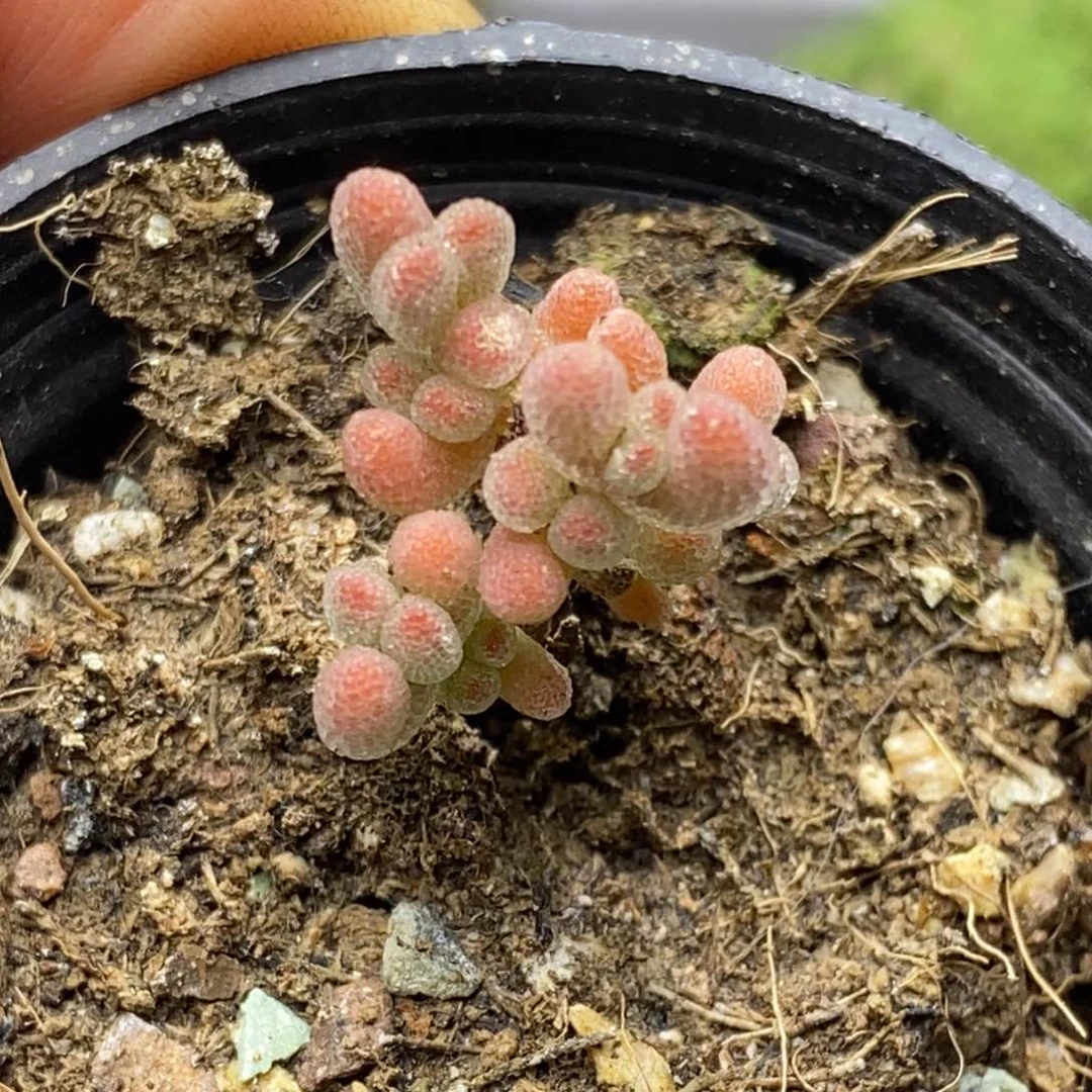 D****y冰晶枝干番杏D082