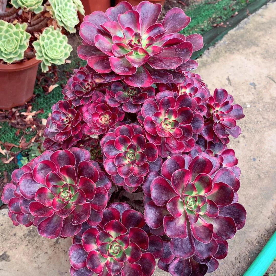 丽娜锦，多肉植物的
