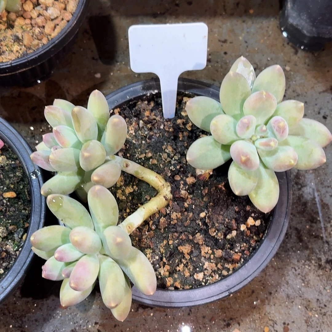 蓝眼睛个体888888888888888