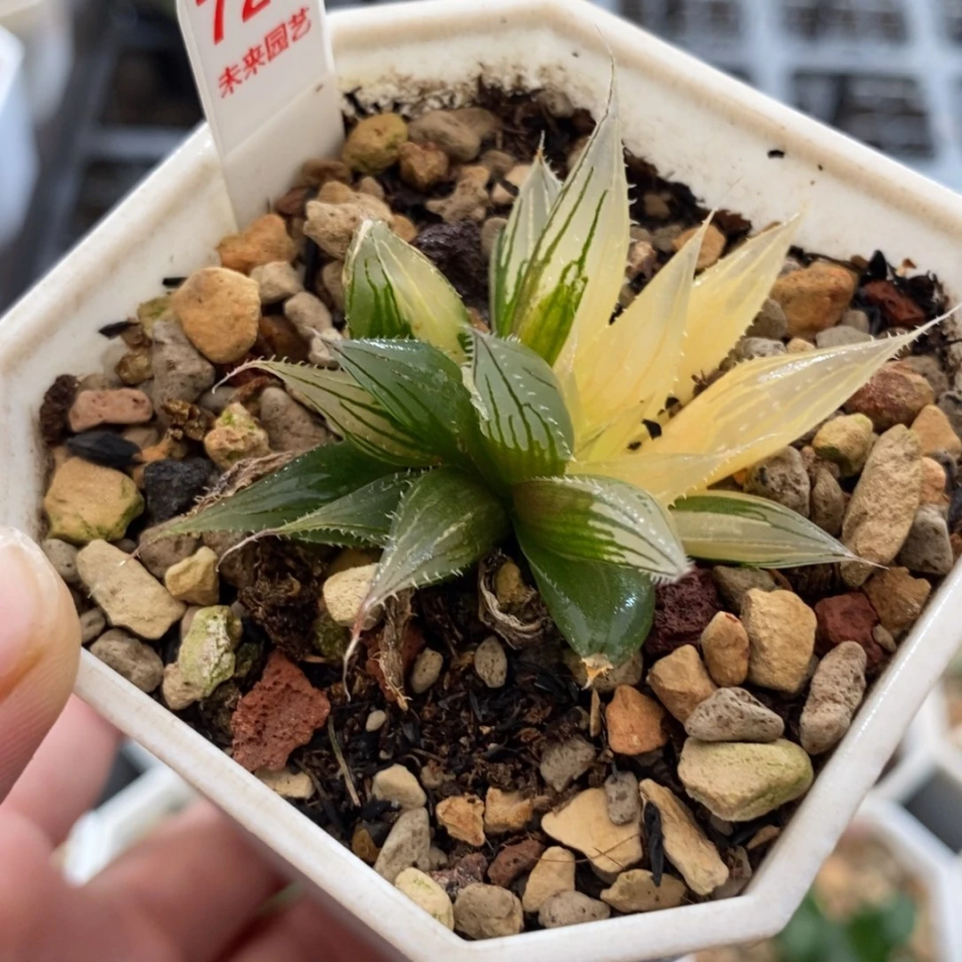 726大卫针管玉露锦