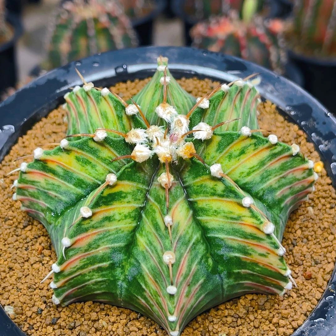 米哈003 实生 虎斑 单刺肋骨锦9.8公分