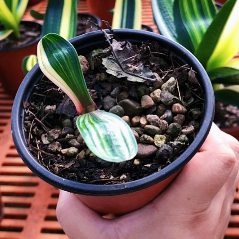 【闪购商品】1*月直播间