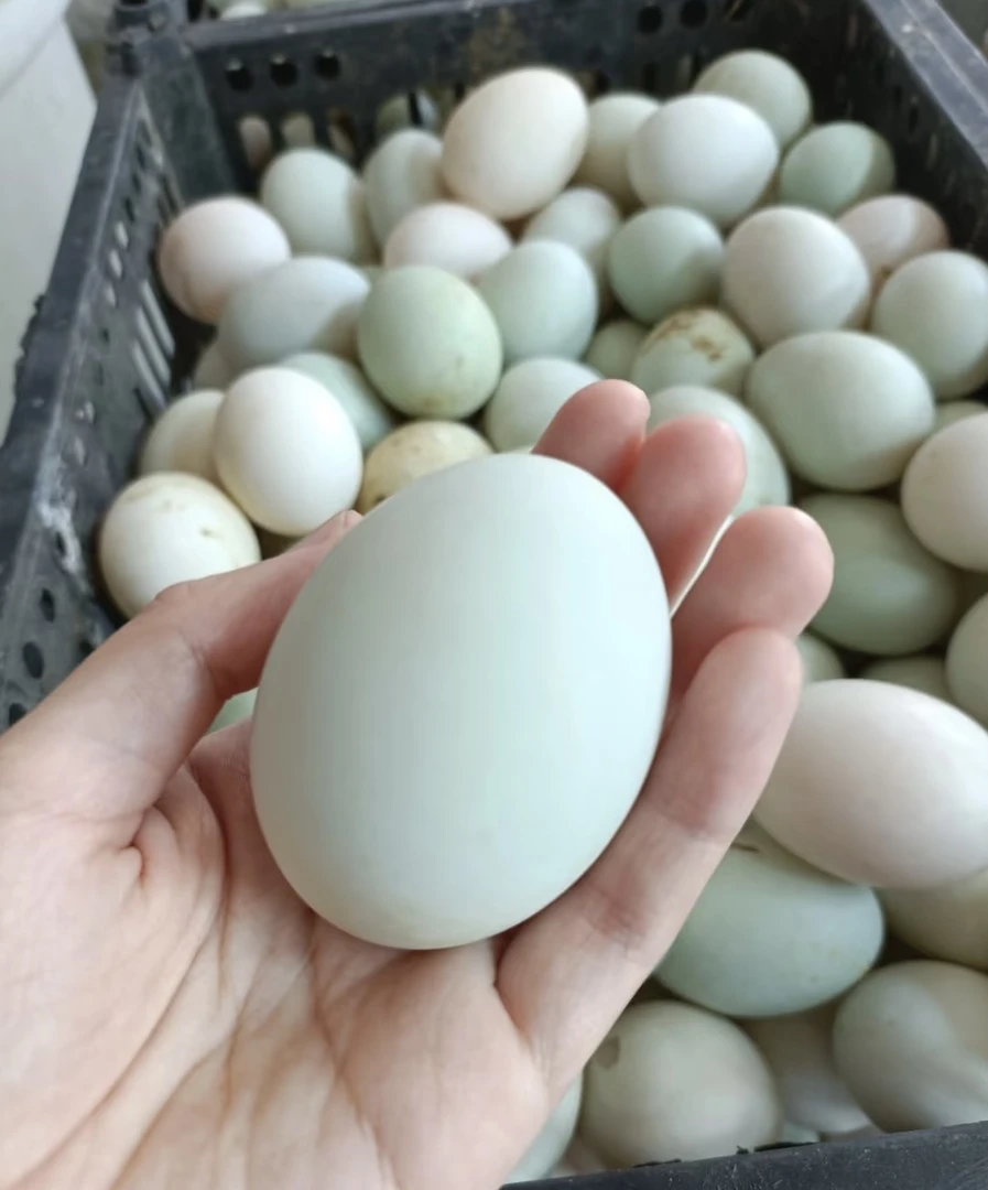 农家散养新鲜鸭蛋