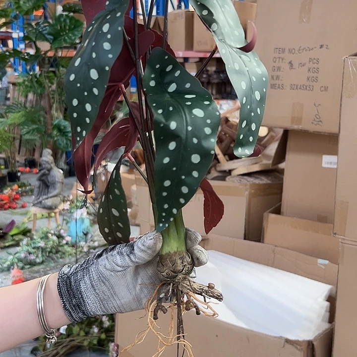 拍品大福利大福利大福利