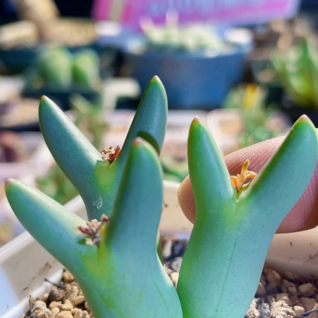 皮卡丘植物一物一拍