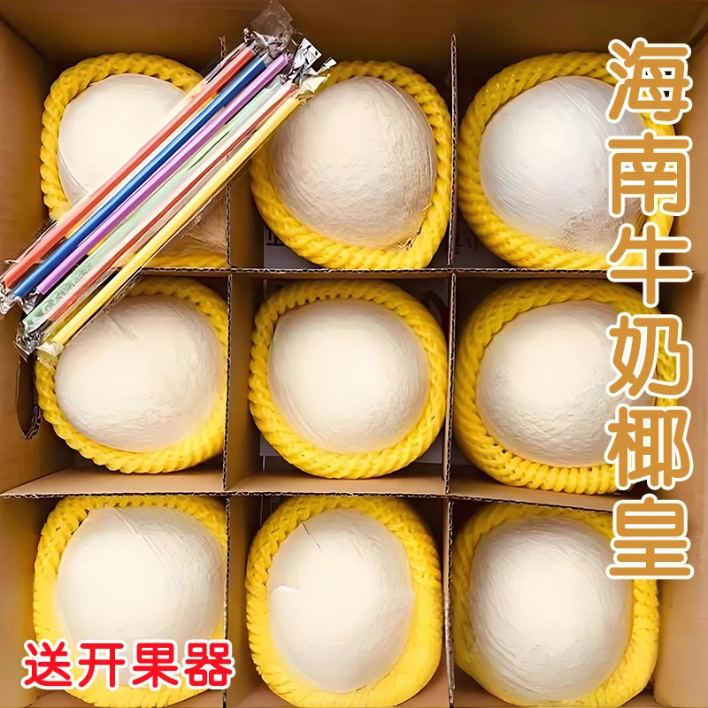 【顺丰包邮送货上门】海南鲜奶椰核心产区新鲜椰白椰皇孕妈水果椰子