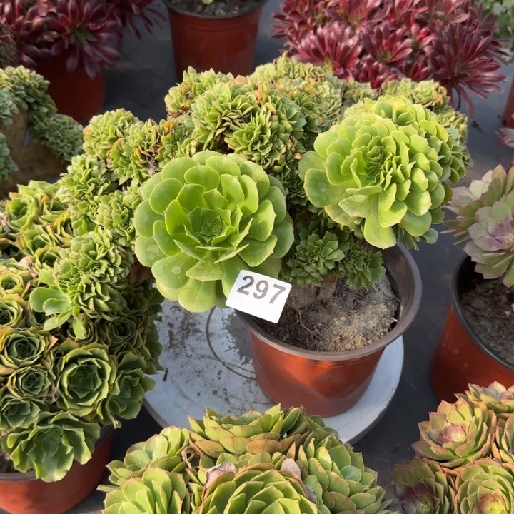 用***0多肉植物绿羊绒缀297