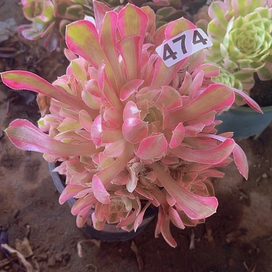 M***怕一颗多肉法师zhiwu