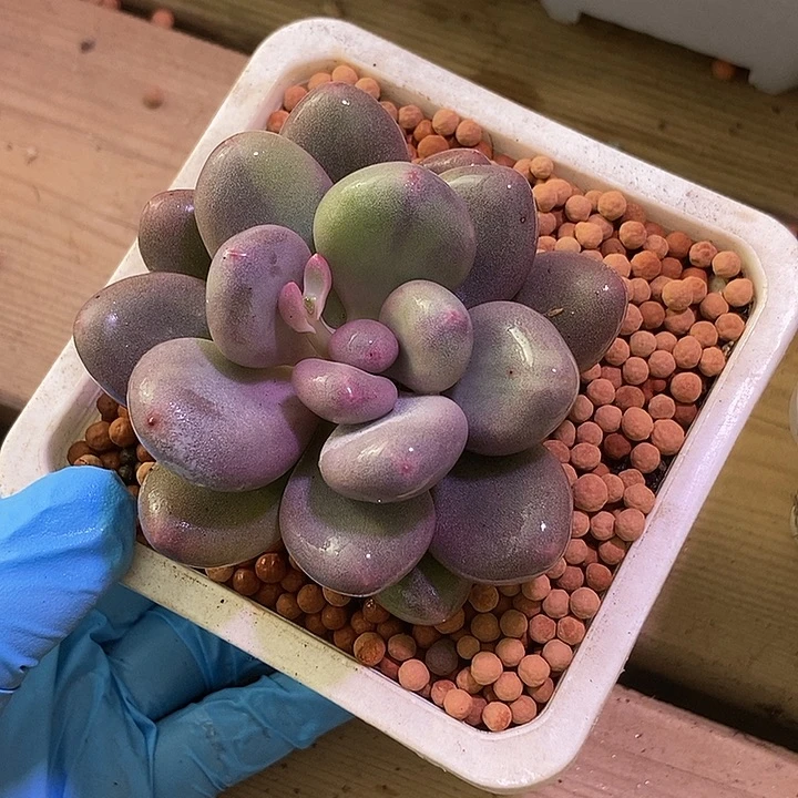 文乐奶酪锦杂交多肉植物