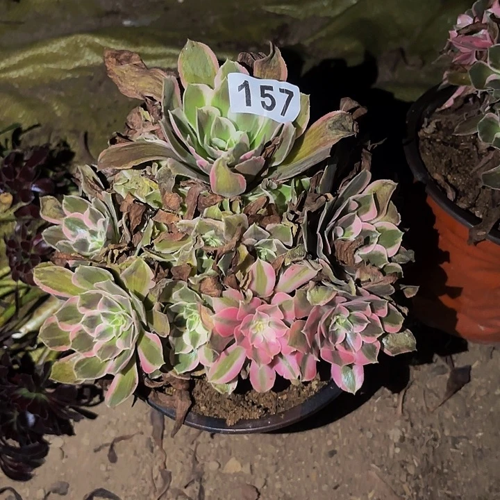 157糖果菊多肉植物不售后