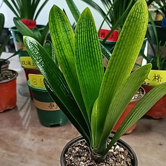 不开花植物用****5技师888888888888