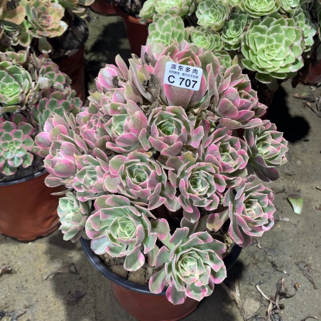 707女妖多肉法师断枝不包