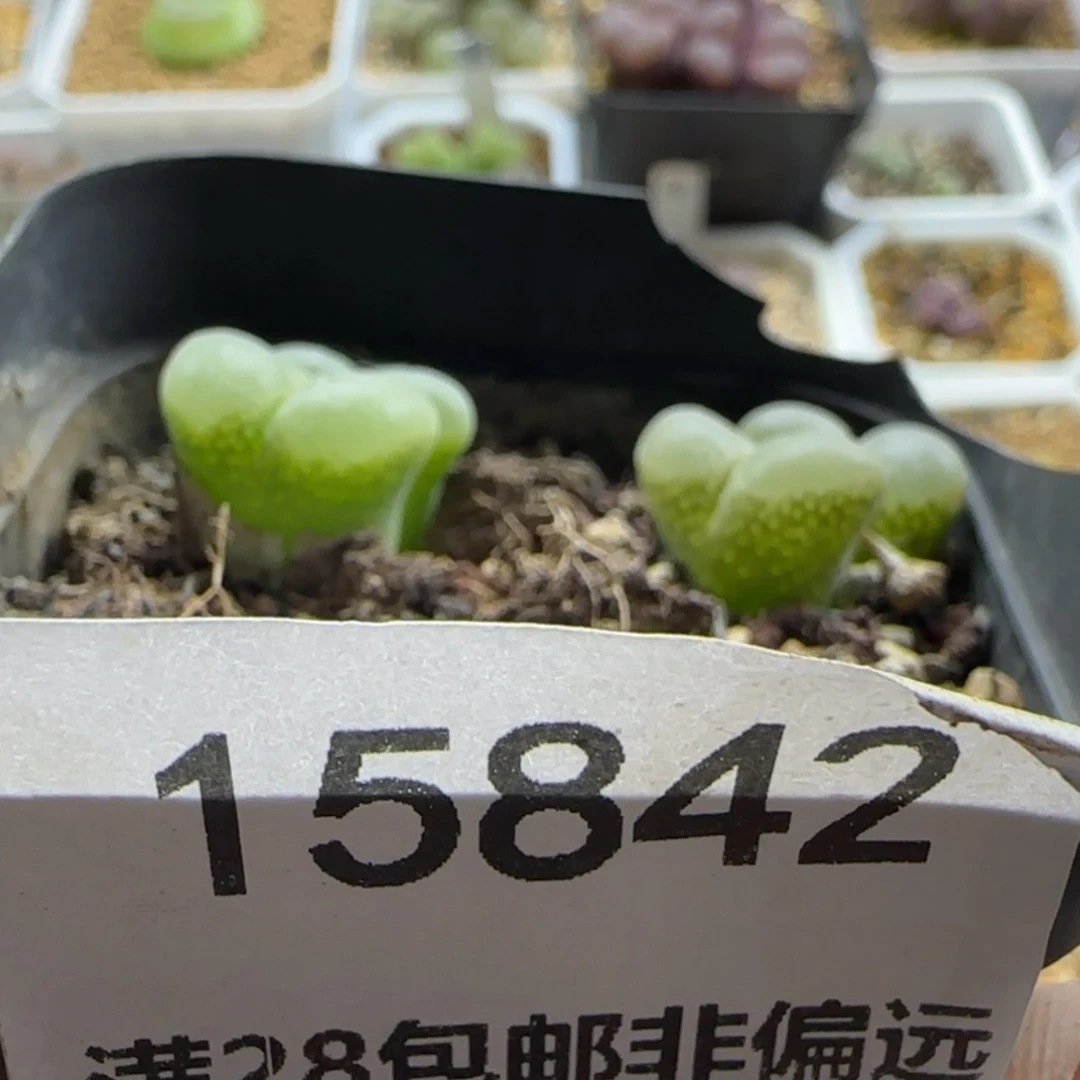 【闪购商品】k*y15842  9