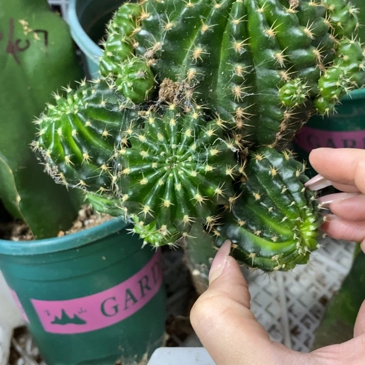 新品丽花8号群生绣谱母本一个