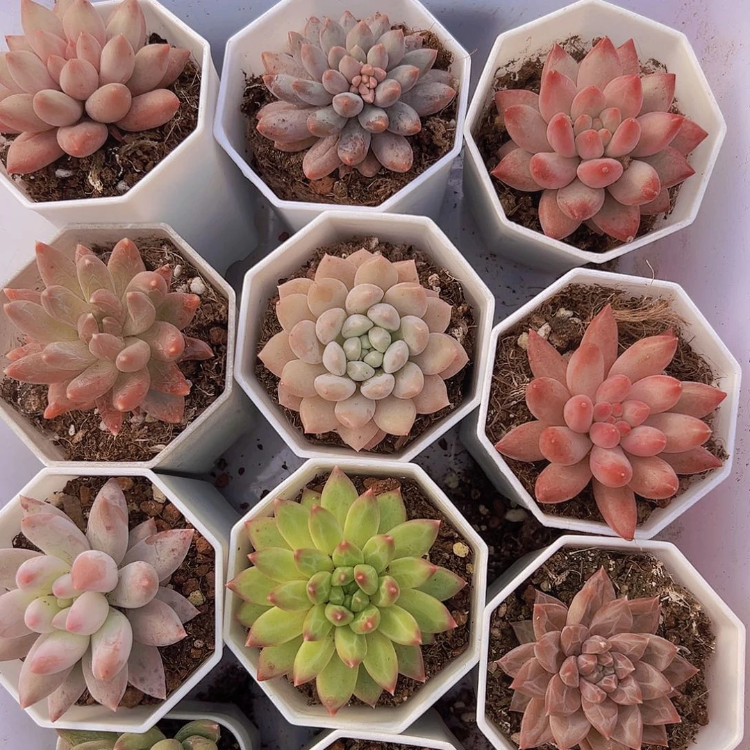 美人组合11盆19包邮多肉