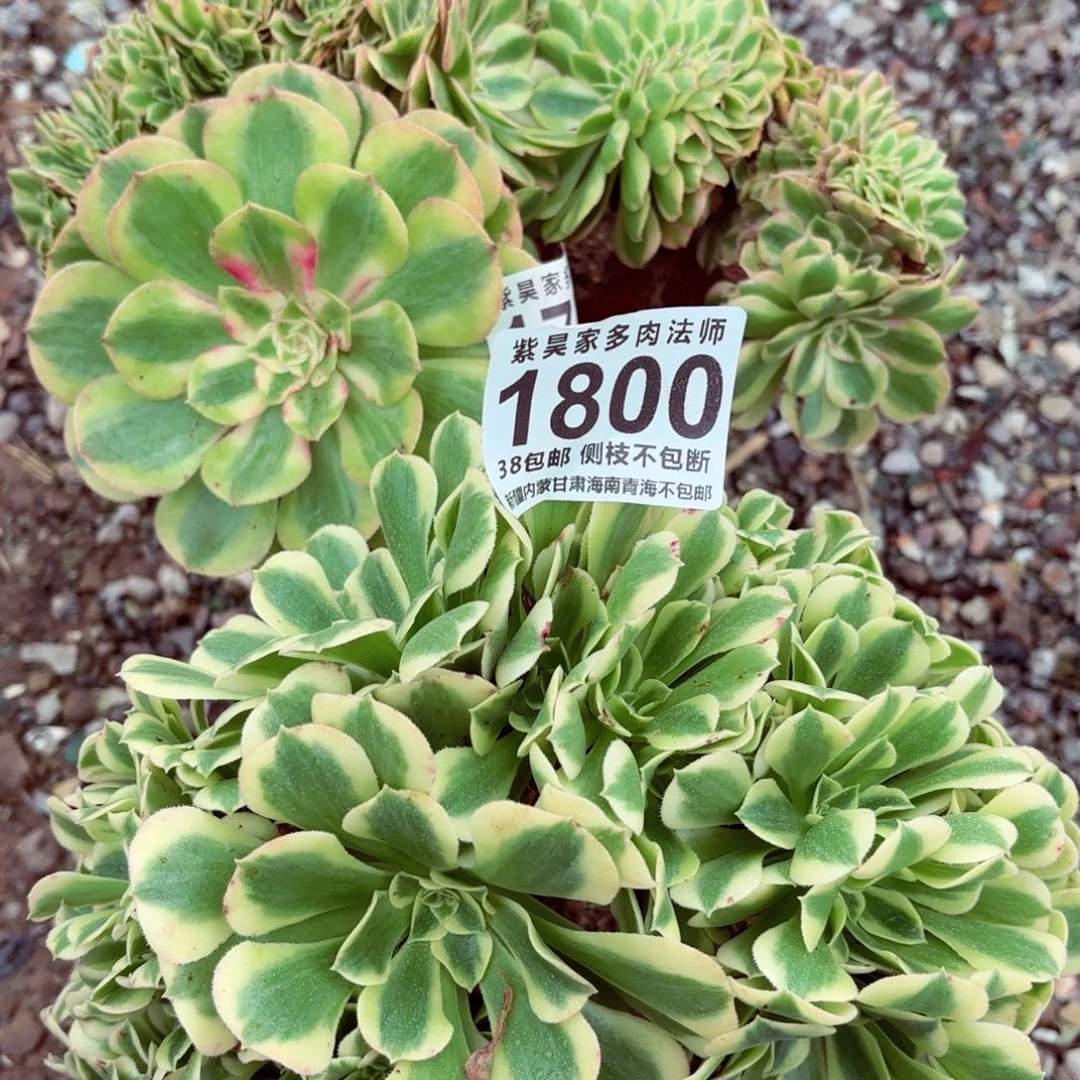 1棚法师000001800两颗