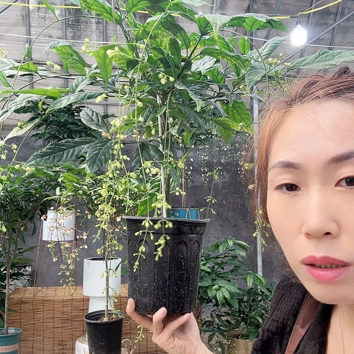 少量花朵（建议范围：2朵-5朵 或40%以下）X****7