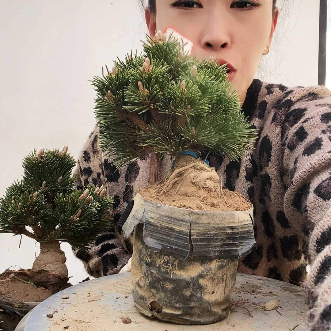 无花朵植物形态多年生草本