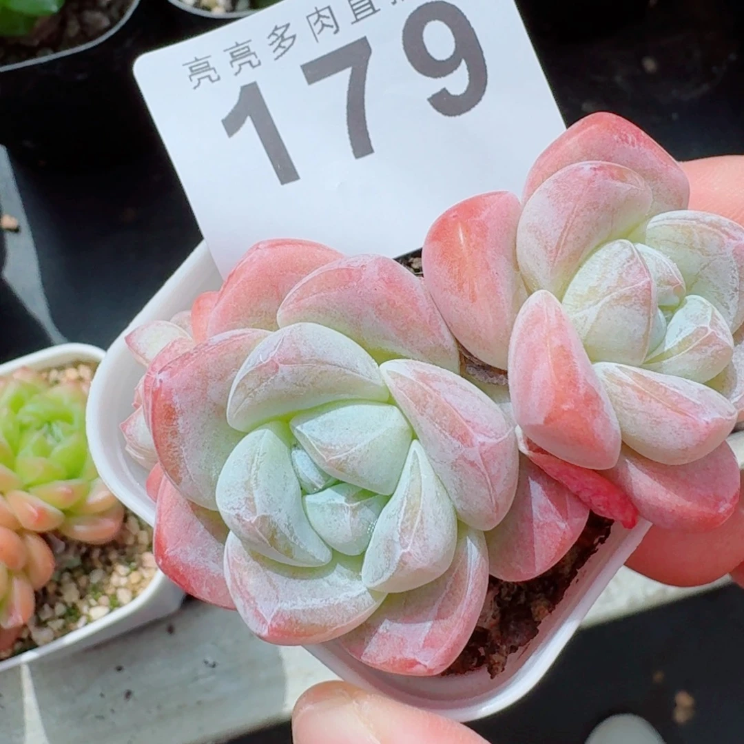 糖心冰玉            精美多肉植物