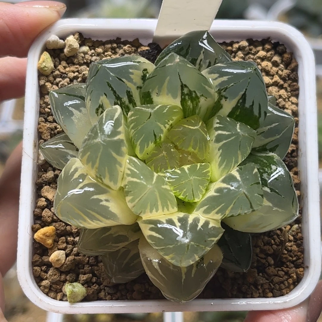 30巨大化糊斑趋势水晶玉露锦腹肌专场