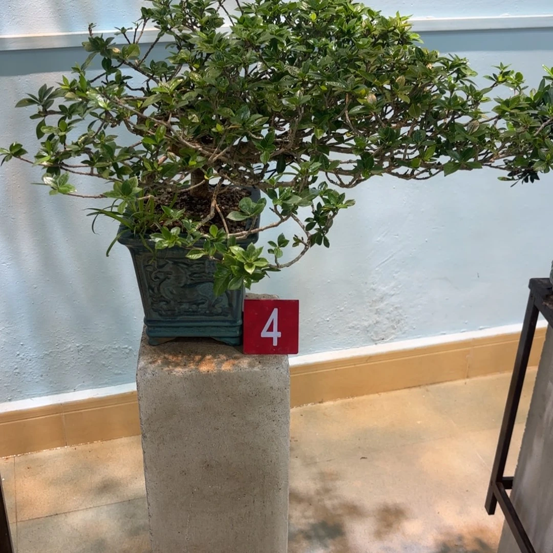 无花朵海岛栀子花